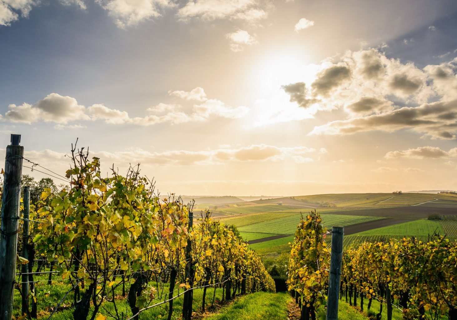 La Bourgogne, berceau de vins à forte cote et à la réputation mondiale